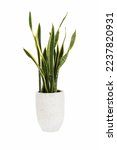 Small photo of Dracaena trifasciata (Sansevieria laurentii or Snake Plant) in high detail cement pot isolated on white background with clipping path. Air purifying plants.