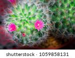 Small Cactus Have Pink Flower...