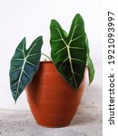 Small photo of Alocasia frydex. Plants bring feelings of vitality and improve the state of mind. The subliminal effect of plants has an effect that lifts the spirit and brings happiness. 