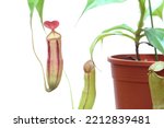 Pitcher Plant On White...