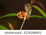 Small photo of Harlequin Tree Frog (Rhacophorus pardalis) in Malaysia, Borneo