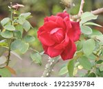 Beautiful And Cute Rose In The...