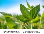 Green leaf of a soybean plant...