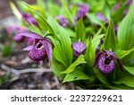 Small photo of Cypripedium is a genus of 58 species and nothospecies of hardy orchids; it is one of five genera that together compose the subfamily of lady's slipper orchids