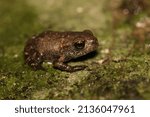 Small photo of Little recently metamorphosed Bufo spinosus
