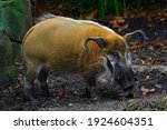 A Red River Hog At The Zoo