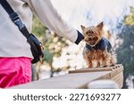 Woman training her yorkshire terrier dog