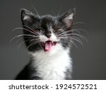 Cute smiling cat blinking eye