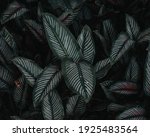 ornamental plants that grow... | Shutterstock . vector #1925483564