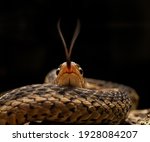 Garter Snake Forked Tongue Flick