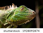 Green Iguana Face Eye Scales...