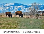 Two Bison In Sheridan Wyoming
