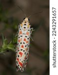 Small photo of Utetheisa pulchella, the crimson-speckled flunkey, crimson-speckled footman, or crimson-speckled moth, is a moth of the family Erebidae.
