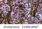 Small photo of purple flowering Paulownia Tomentosa tree