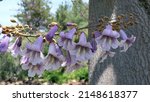 Small photo of purple flowering Paulownia Tomentosa tree