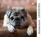Small photo of An old dog, a beige pug, lies on a brown leather quilted cot and looks straight ahead. Bokeh in the background