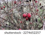 A wrinkled rosehip from frost on a branch. Fruits of berries spoil from frost spoiled.