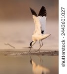 The bird pied avocet is a...