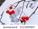 Rowan Berries In The Snow Close ...
