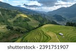 Small photo of Rice season is ripe in Mu Cang Chai, Yen Bai and farmers are starting to harvest