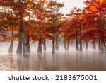 Small photo of Swamp cypresses on lake with fog and morning sunshine. Taxodium distichum with red needles in United States.
