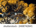 Sea urchin on rock. Sea urchin macro. Marine life at coral reef and its ecosystem at night. Diving and exploring at Bali.