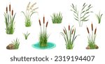 Reeds on white. Set of elements of tall marsh grass with cattail. Vector illustration of lake vegetation. River thickets