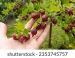 Small photo of A farmer examines the branches of a gooseberry bush with ripe juicy red gooseberries