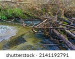 Small photo of A pile of dea wood in Des Moines Creek in Washington State.