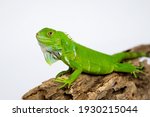 Young Female Green Iguana  1...