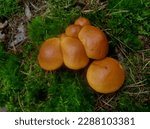 Small photo of Suillus grevillei (commonly known as Greville's bolete and larch bolete) is a mycorrhizal mushroom with a tight, brilliantly coloured cap, shiny and wet looking with its mucous slime layer.