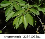 Small photo of Prunus padus, known as bird cherry, hackberry, hagberry, or Mayday tree, is a flowering plant in the rose family. It is a species of cherry, a deciduous small tree or large shrub up to 16 metres tall.