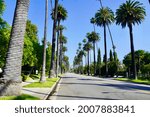 Street view with palm tree at Beverly Hills 