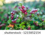 Small photo of Empetrum rubrum, known as red crowberry or diddle dee (Chilean Spanish: Murtilla de Magallanes) in the wild of Chilean Patagonia