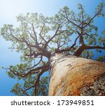 Baobab Tree With Green Leaves...