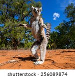 Ring Tailed Lemur In Madagascar....