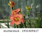 Day Lily Green Decorative Sunny ...