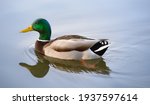 Mallard Duck Swimming On A Pond ...