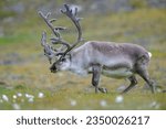 The Svalbard reindeer (Rangifer tarandus platyrhynchus) in summer