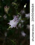 Small photo of Beautiful Delicate Purple Catchment Flower (Aquil?gia) Raindrops Green Background. Nature After Rain