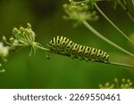 A green caterpillar of a...