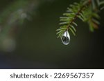 Small photo of A drop of water hanging on spruce branch. Water drop concept.