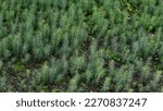 Small photo of Spruce tree nursery. Spruce tree saplings. Spruce tree seedlings. Bunch of spruce seedlings.