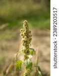 Small photo of Inflorescence of green amaranth plants or smooth pigweed.