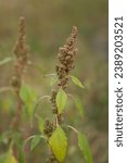 Small photo of Inflorescence of green amaranth plants or smooth pigweed.