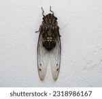 Small photo of Macro photo of a cicada on a white background. Cicadas isolated on a white background. Brown asia Cicadas insect in top view