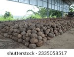 Small photo of stack konjac tuber seeds by 3 ounces - 7 ounces