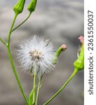 Small photo of Taraxacum officinale - common dandelion - puff- Senecio vulgaris - groundsel flower
