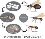 Ant Life Cycle. Stage Of...