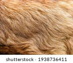 natural gold hair of an animal in the background close-up, leonberger long fur